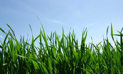 Obraz premium grass and sky