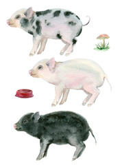 watercolor three little pigs - 77381955