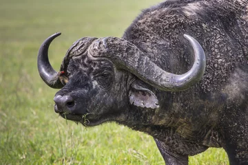 Foto op Canvas Afrikaanse buffel (Syncerus caffer) op het gras. © Curioso.Photography