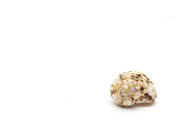 Seashell. Keychain. Photo.