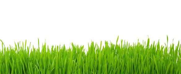 Obraz premium grass on white