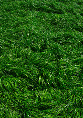 Texture green lawn
