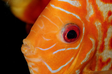 Discus fish portrait - 77382373