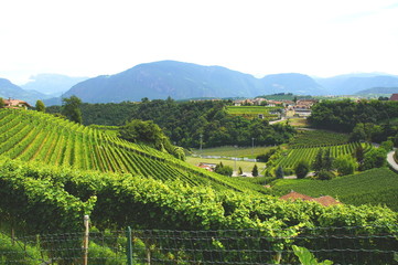 Fototapeta na wymiar Weinlandschaft in Eppan in Südtirol