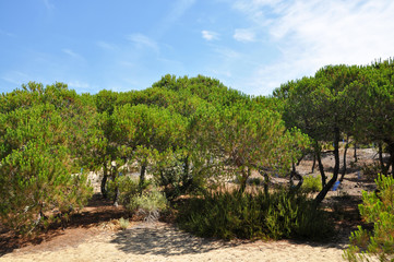 Obraz premium Punta Umbria - Costa de la Luz - dunes