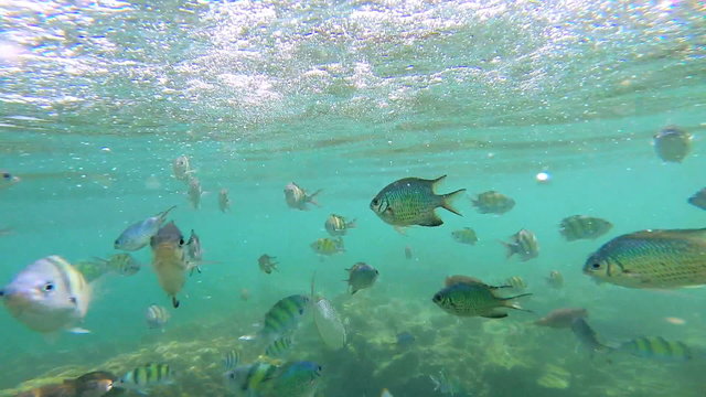 Tropical fish in clear blue waters, Southern Hemisphere