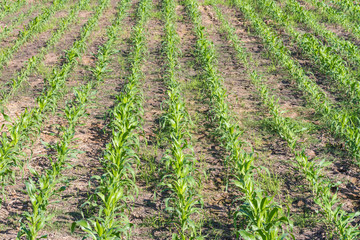 Fototapeta na wymiar Young corn plant in the farm