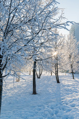 Fototapeta na wymiar Snow-covered trees in the city of Moscow, Russia