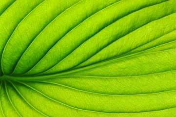 green leaf texture