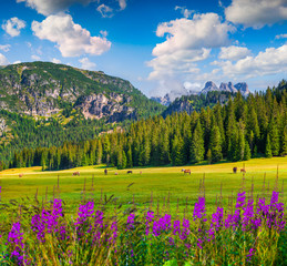 Obraz premium Pasture for horses in National Park Tre Cime di Lavaredo