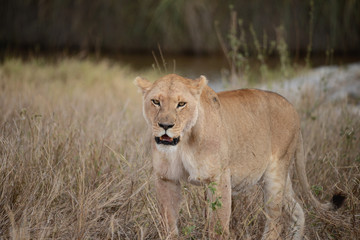 Obraz na płótnie Canvas Female Lion - Lioness - wild africa nature