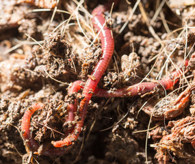 red worms in compost - bait for fishing