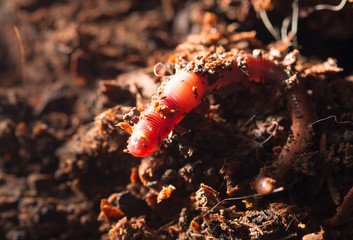 red worms in compost - bait for fishing