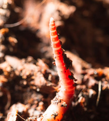 red worms in compost - bait for fishing