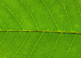 green leaf texture