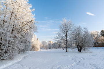 Obraz premium Snow-covered trees in the city of Moscow, Russia