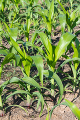 Young corn plant in the farm