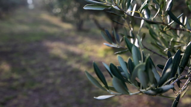Close up Pan shot of the olive branch