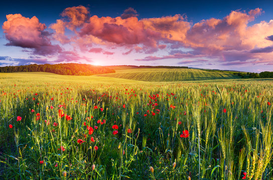 Colorful summer sunrise on the field of wheat