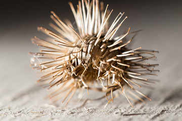 thorn dry flower. close-up