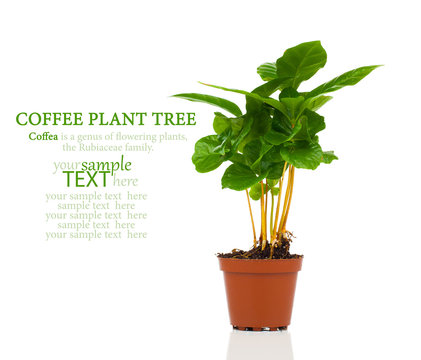 Coffee Plant Tree Growing Seedling In Soil Pile Isolated On Whit