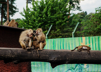 Fototapeta na wymiar the family of baboons on