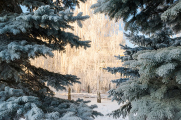 beautiful winter forest on sunny day