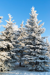 beautiful winter forest on sunny day