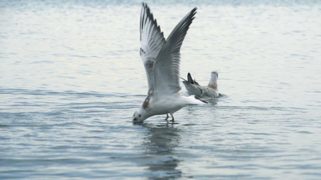 Seagulls landing and taking off from the sea