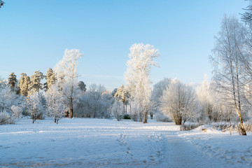 Fototapeta na wymiar beautiful winter forest on sunny day