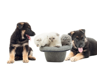 German Shepherd puppies and British Fold kittens on a white back