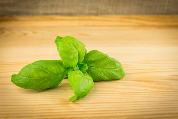 Basil