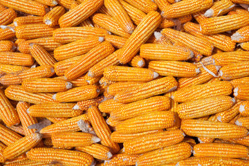 Dried corn background