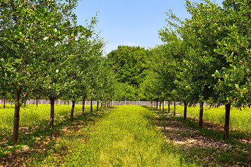 Naklejka premium Orchard of plum trees