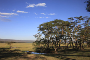 Fototapeta na wymiar Parco lago Nakuru,Kenya.