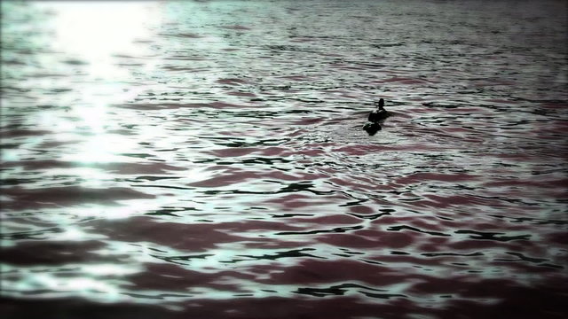 Ducks swimming in Bled's lake at sunset