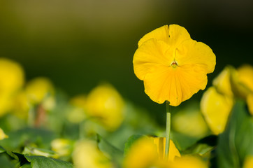 yellow flowers