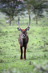 Parco Masai Mara, Impala