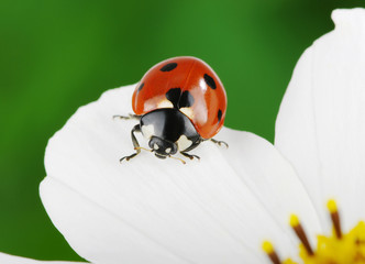 Ladybug