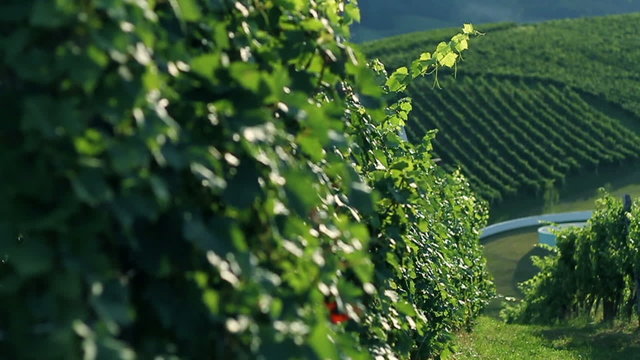 slide shot of perfect leaves in teh wineyard that are light up