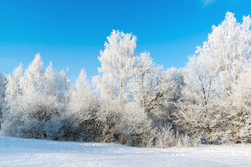 beautiful winter forest on sunny day