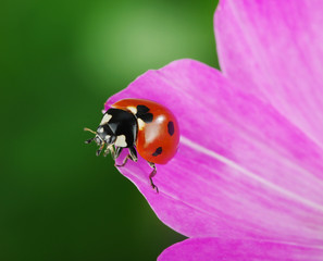 Ladybug