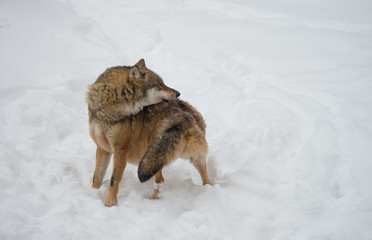 Wolf (Canis lupus) in winterlichen Wald