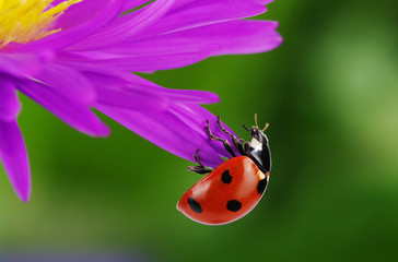 Ladybug