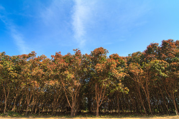 Rubber trees against blue sky