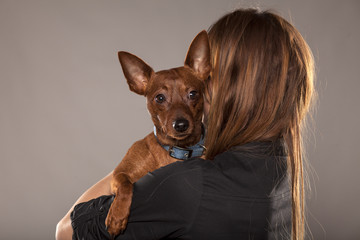 red pincher lies on the shoulder of his owners