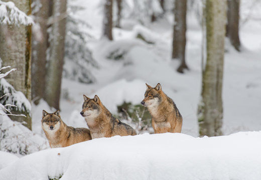 Fototapeta Wolfsrudel im Winterwald