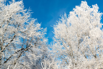 beautiful winter forest on sunny day