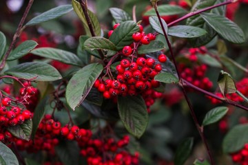 red elder-berry on bush