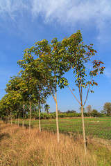 Fototapeta premium Young rubber tree in the farm against blue sjy